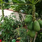 Apartamento Formosa Funchal (Madeira)