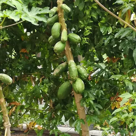 Formosa Lägenhet Funchal (Madeira)