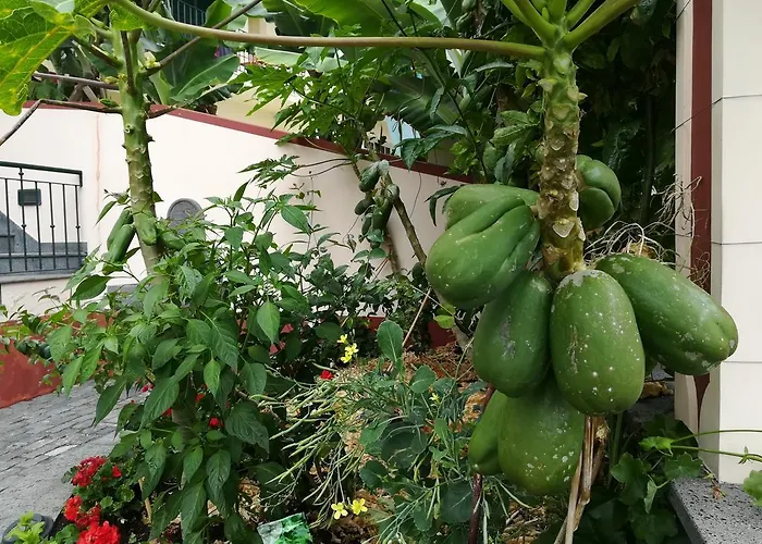 Apartman Formosa Funchal