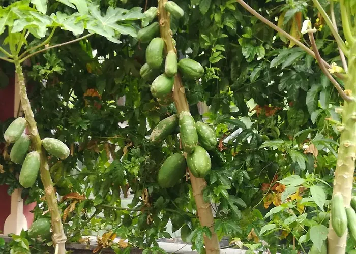 Formosa Apartman Funchal