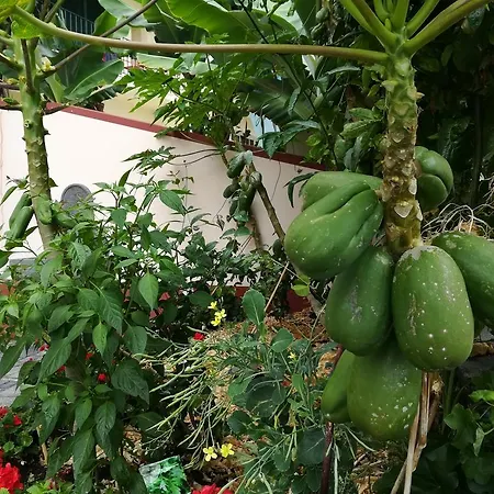 Apartman Formosa Funchal